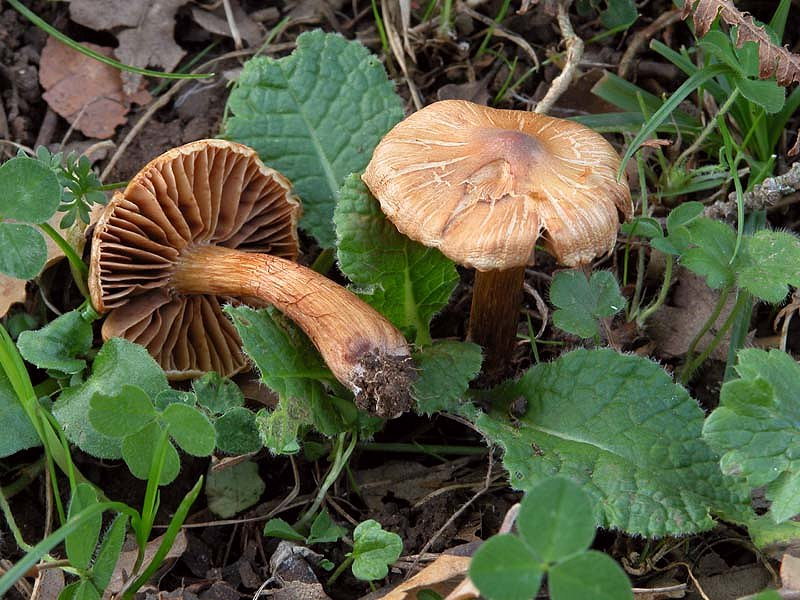 Gaspy  tornato e subito un Cortinarius